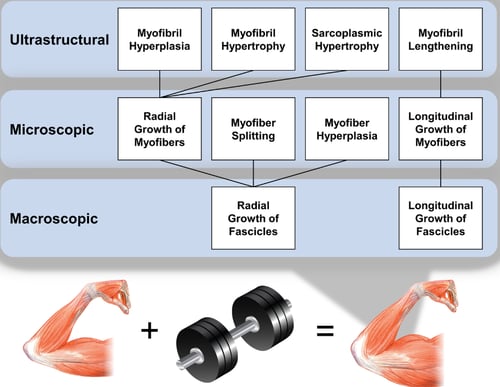 Hypertrophy Details