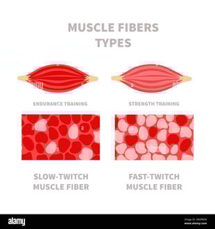 Image of Muscle Fibers - Slow vs. Fast Twitch