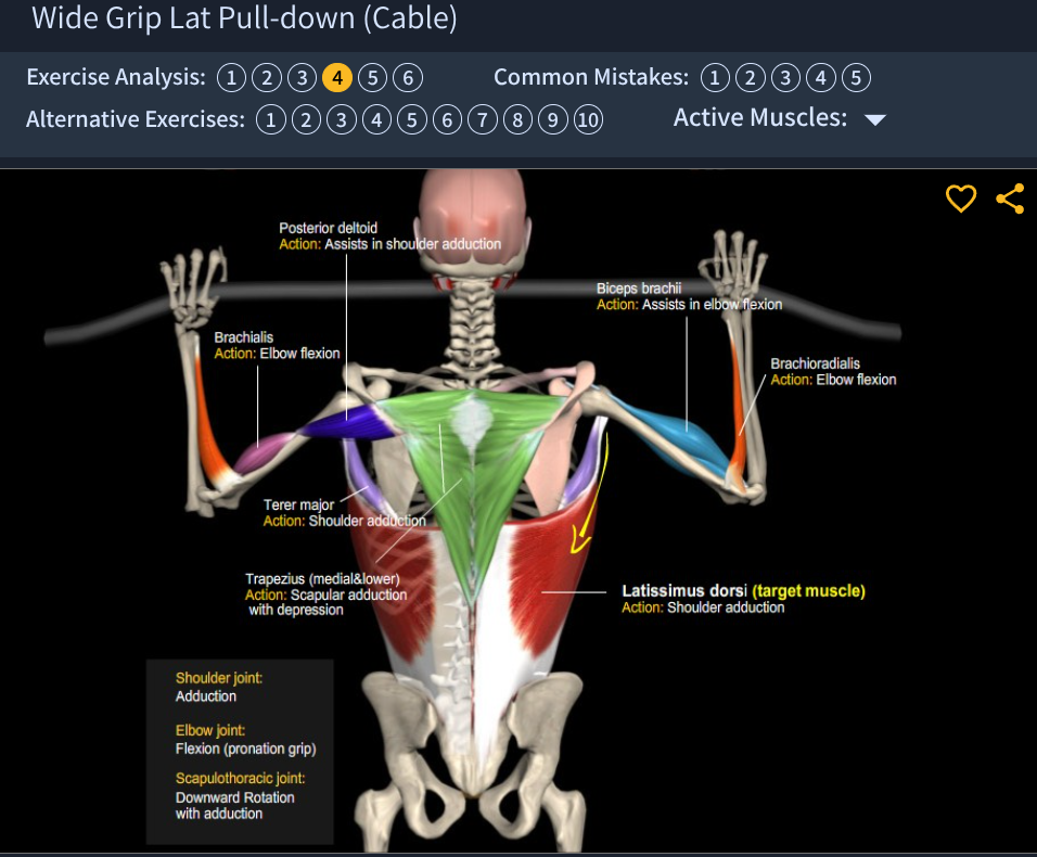 Lat Pulldown Description